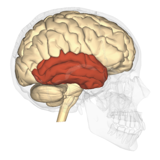 image of a traumatic brain injury location