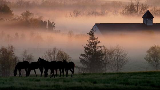 A group of horses graze in a field at dawn with a fog masking a distant barn and rolling hills.